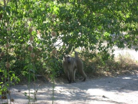 Que e que manda neste acampamento?