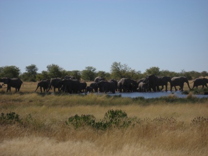 Um elefante incomoda muita gente...