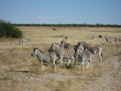 Centenas de zebras