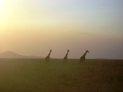 O por do sol e as Girafas