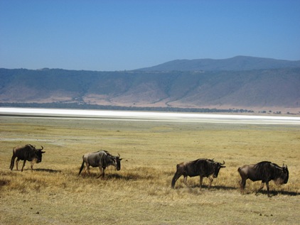 Ngorongoro 2