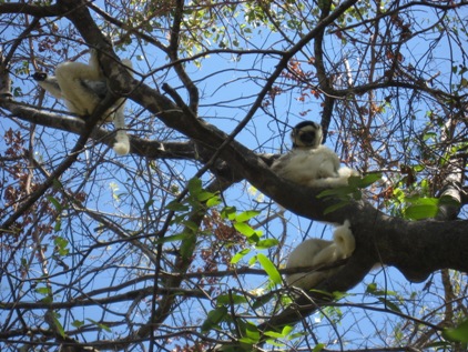 Nova especie de Lemur