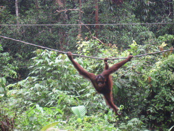 MalasiaSingapupa0510 065_resize