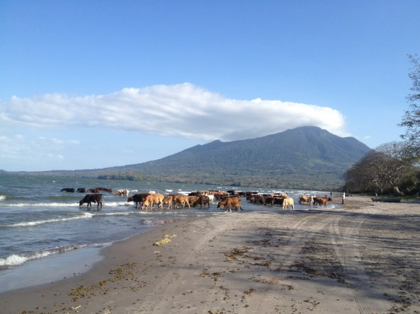 animais tomando agua e vulcão Madero ao fundo