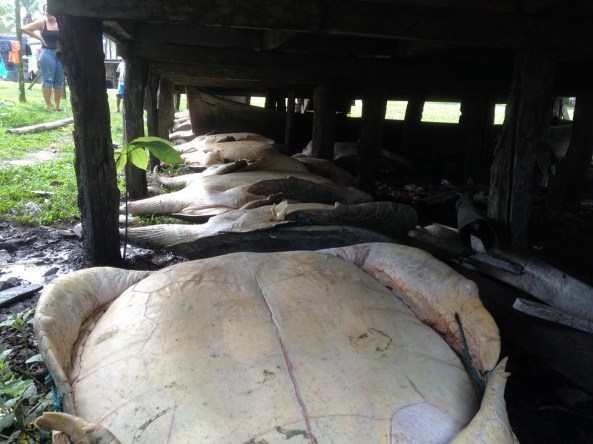 Mais de 15 tartarugas gigantes