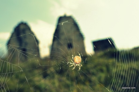 Teias e aranhas por todos os lados