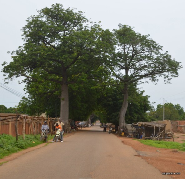 Baobas ao longo da estrada