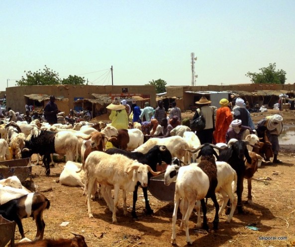 Mercado de animais de Agades