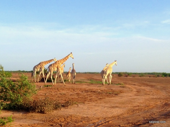 Girafas de Kouré